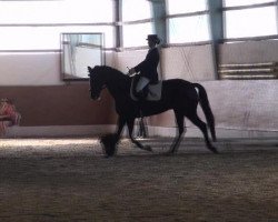 dressage horse Theoden (Trakehner, 2004, from Houston)