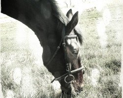 dressage horse Lord Siro (German Sport Horse, 2008, from Lord Fantastic)