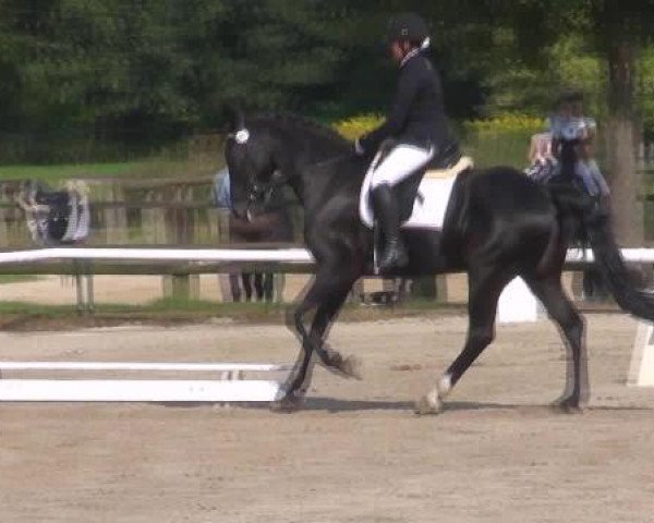 dressage horse Da Capo 123 (Oldenburg, 1999, from Day Dream)