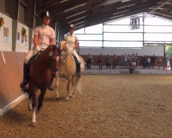Springpferd Sunny Boy's Brantano (Deutsches Reitpony, 1996, von Zandheuvel's Sunny Boy)