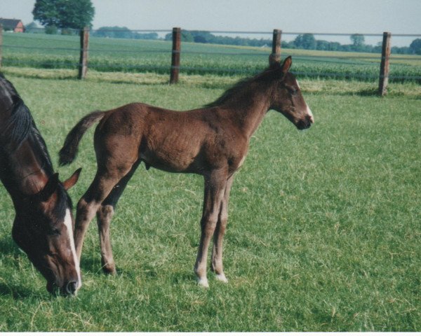 dressage horse Atlantic City (Hanoverian, 1997, from Alabaster)