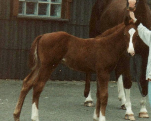 horse General George (Hanoverian, 1995, from Glorieux)