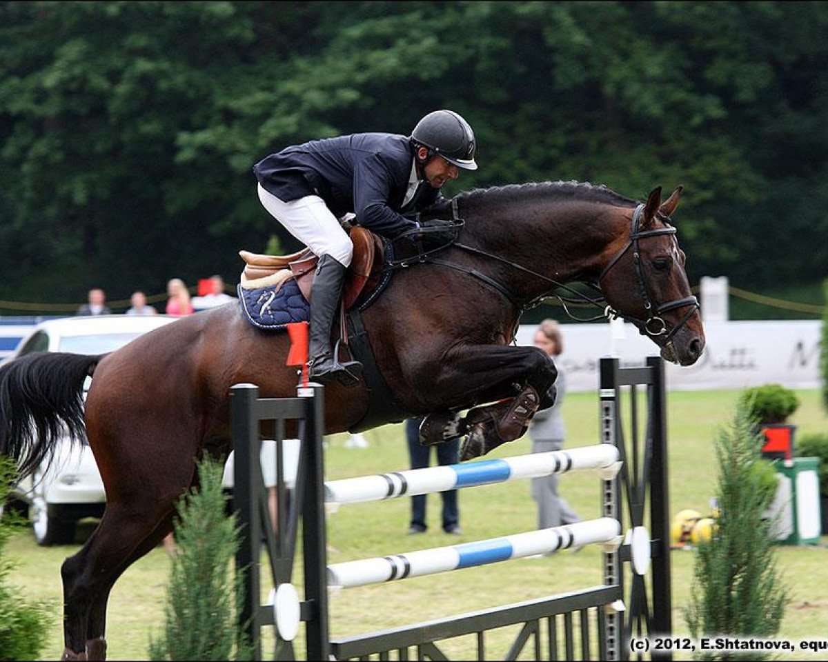 stallion Konstantinos KS 180 FIN (Finnish Warmblood, 1998, from Königin's Sohn KS 69 FIN)