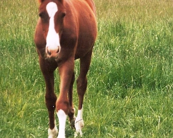 dressage horse Asterix 284 (Hanoverian, 1995, from Alabaster)