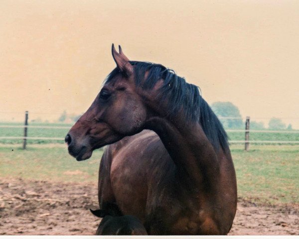 broodmare Gioia (Hanoverian, 1993, from Glorieux)