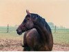 broodmare Gioia (Hanoverian, 1993, from Glorieux)