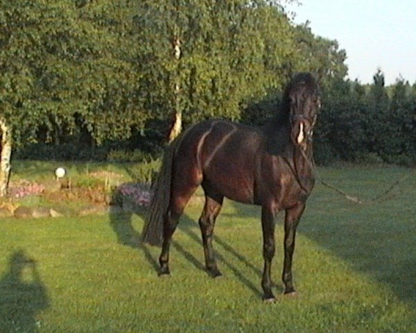 dressage horse Dandini (Oldenburg, 2001, from Diamond Hit)