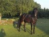 dressage horse Dandini (Oldenburg, 2001, from Diamond Hit)