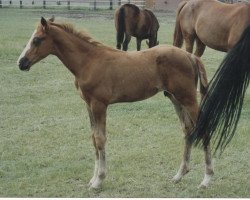 dressage horse Ali Baba 97 (Oldenburg, 1993, from Alabaster)