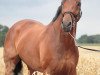 dressage horse Berry 35 (Hanoverian, 1998, from Bonheur)