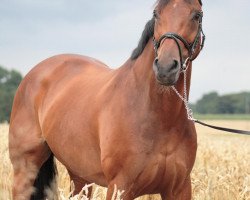 dressage horse Berry 35 (Hanoverian, 1998, from Bonheur)