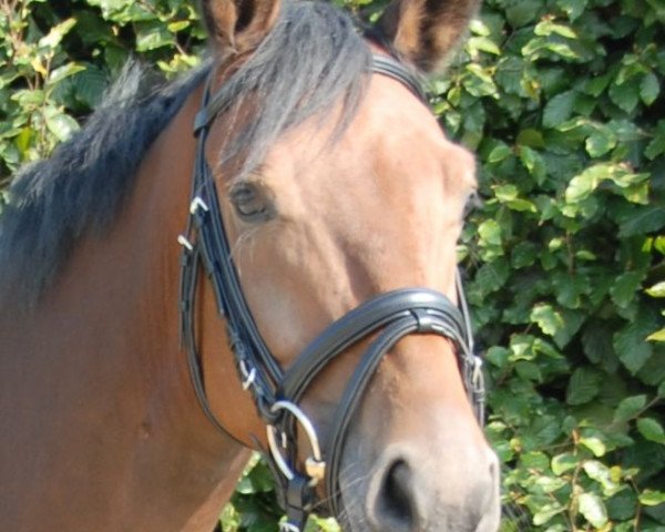 dressage horse Isydor (Westphalian, 2007, from Insterburg TSF)