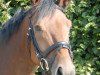 dressage horse Isydor (Westphalian, 2007, from Insterburg TSF)