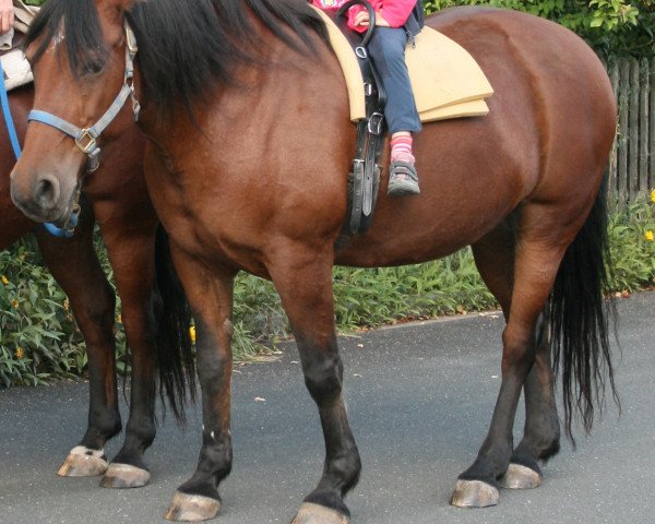 broodmare Marry (Quarter Pony, 1985)