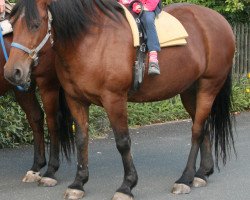 broodmare Marry (Quarter Pony, 1985)