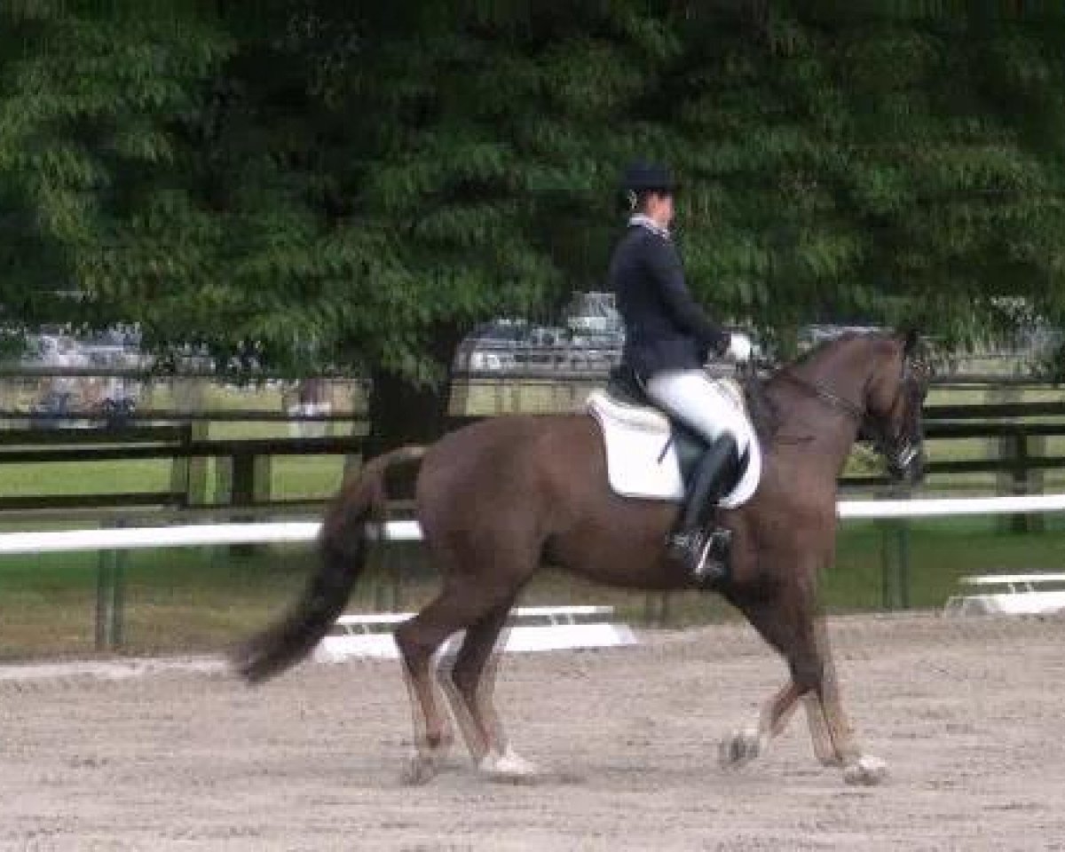 Dressurpferd Abado 3 (Bayer, 2005, von Abanos)