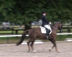 dressage horse Abado 3 (Bavarian, 2005, from Abanos)