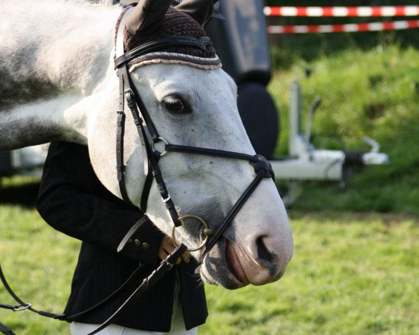 Pferd Lord Louis 4 (Westfale, 2002, von Lord Caletto)