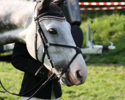 Pferd Lord Louis 4 (Westfale, 2002, von Lord Caletto)