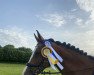 dressage horse Early Way (KWPN (Royal Dutch Sporthorse), 2009, from Zelote VDL)