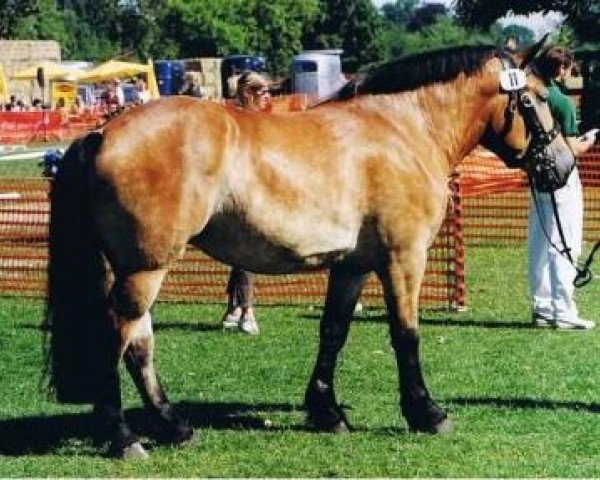broodmare Nancy (Rhenish-German Cold-Blood, 2003, from Nathan)
