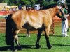 broodmare Nancy (Rhenish-German Cold-Blood, 2003, from Nathan)