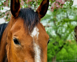 jumper Vancouver B's Ophelia (German Warmblood, 2019, from Vancouver B)