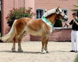 broodmare Edelmarzipan (Rhenish-German Cold-Blood, 2008, from Ed Oskar)