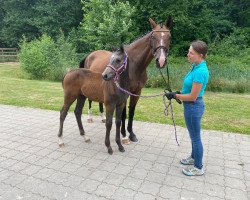 Pferd Condino KS (Holsteiner, 2022, von Clarimo Ask)