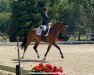 dressage horse Eminem 12 (Westphalian, 2018, from Escolar)