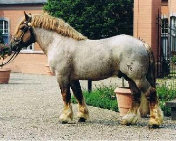stallion Eisenherz (Rhenish-German Cold-Blood, 1998, from Eichberg III)