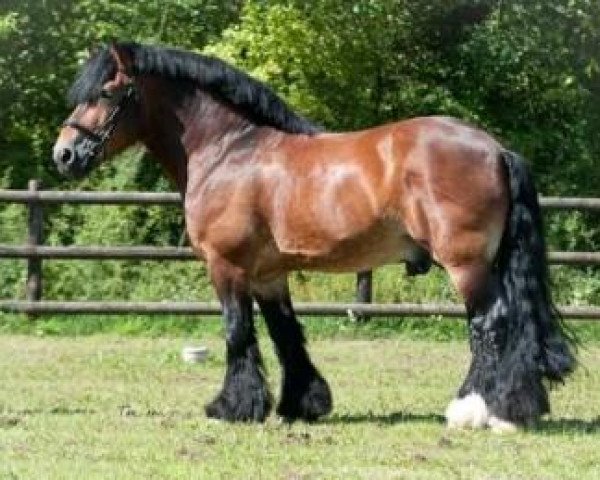 stallion Nathan (Rhenish-German Cold-Blood, 1999, from Nerlinger RS)