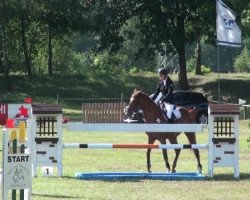 jumper Cliff 64 (German Sport Horse, 2006, from Coolman)