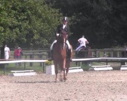 dressage horse Wontogga (Hanoverian, 2005, from World Diamond O)