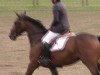 dressage horse Conturo (Oldenburg, 2006, from Couleur Rubin)