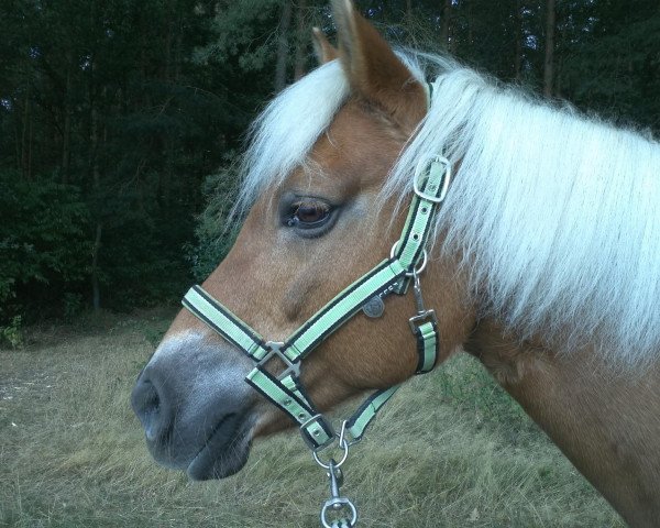 broodmare Mandy (Haflinger, 1994, from Almbube)
