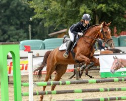 dressage horse Donna Leon 19 (Oldenburg, 2010, from Don Diamond)