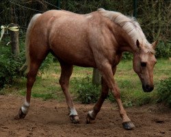 dressage horse Onyx Sergeant Pepper (German Riding Pony, 2000, from Out-Break)