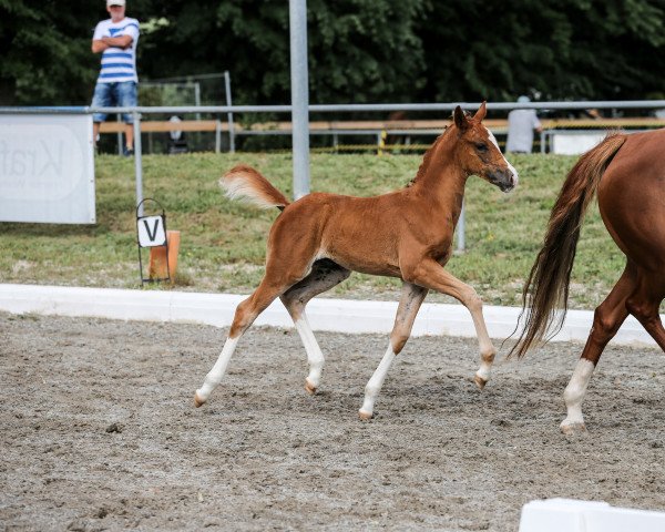 dressage horse New Flame of Love H (German Riding Pony, 2022, from FS Next Diamond)