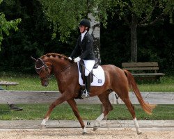 broodmare Tanoa (German Sport Horse, 2019, from Top Gear)