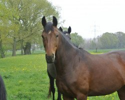 broodmare Die Donnerhall (Hanoverian, 2000, from Donnerhall)