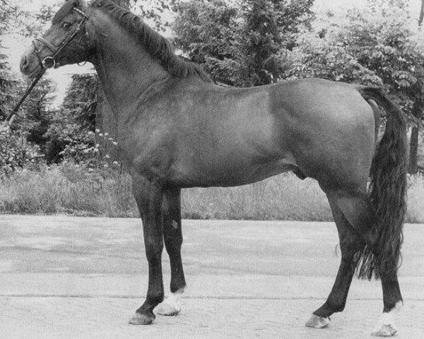 horse Fernando I (Holsteiner, 1976, from Farnese)