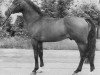 stallion Fernando I (Holsteiner, 1976, from Farnese 3804)