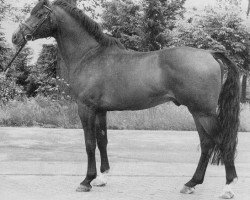 stallion Fernando I (Holsteiner, 1976, from Farnese 3804)