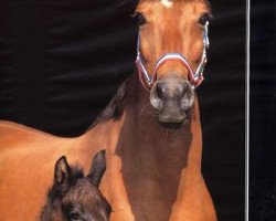 broodmare Valeska IV (Holsteiner, 1983, from Fernando I)