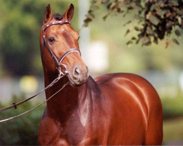 stallion Camiros (Holsteiner, 1992, from Contender)