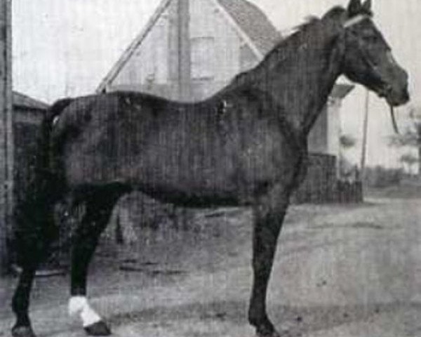 stallion Jus de Pomme (Anglo-Norman, 1931, from Orange Peel xx)