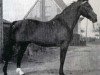Pferd Jus de Pomme (Anglo-Normanne, 1931, von Orange Peel xx)