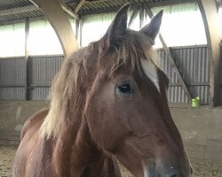 Pferd Boris (Alt-Oldenburger / Ostfriesen,  , von Brandt)