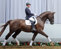 dressage horse Epharisto (Westphalian, 2009, from Expansion)